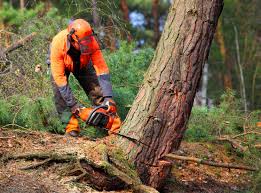 Best Lawn Maintenance Plans  in Galesville, MD