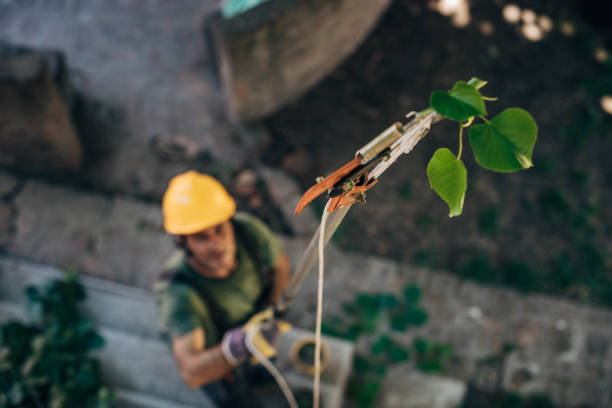 Best Tree Trimming and Pruning  in Galesville, MD