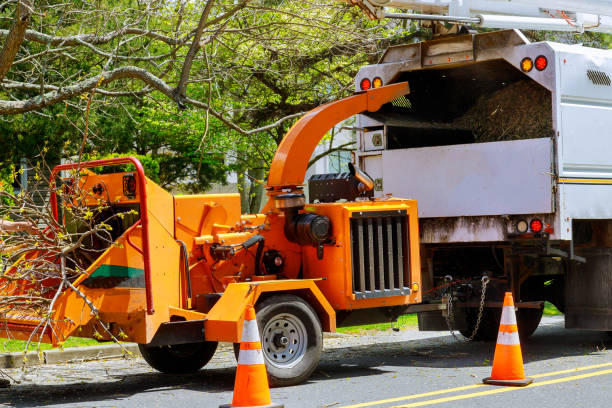 Best Tree Disease Treatment  in Galesville, MD