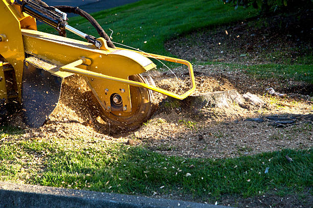 Best Lawn Irrigation Installation and Maintenance  in Galesville, MD