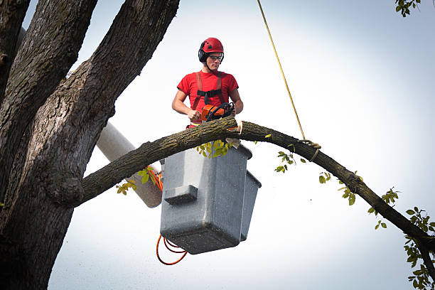  Galesville, MD Tree Removal Pros